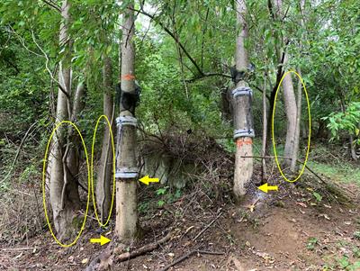 Responses of adult spotted lanternflies to artificial aggregations composed of all males or females